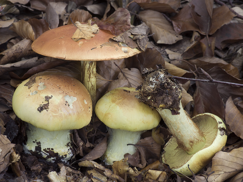 Cortinarius elegantissimus